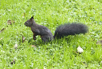 Image showing squirrel