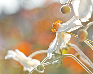 Image showing Anemones flower