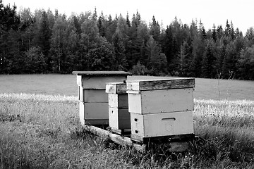 Image showing A beehive