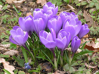 Image showing crocuses