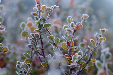 Image showing Frozen birch