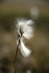 Image showing Cottongrass