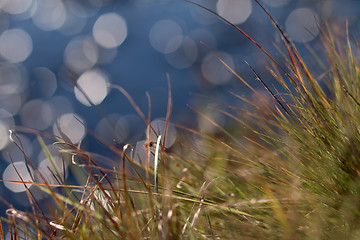 Image showing Grass by the river