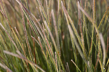 Image showing Frozen grass