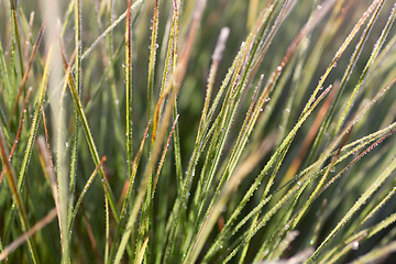 Image showing Frozen grass