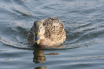 Image showing Duck