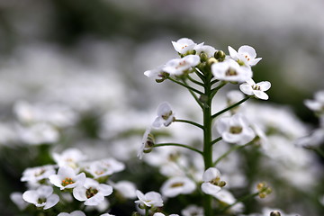 Image showing clear crystal white alyssum