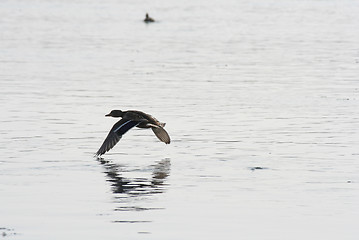 Image showing Duck in Flight