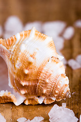 Image showing seashell and salt