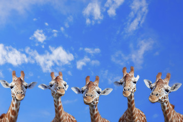 Image showing Giraffes