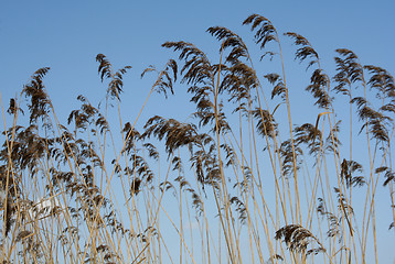 Image showing Plants