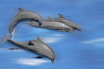 Image showing Dolphins