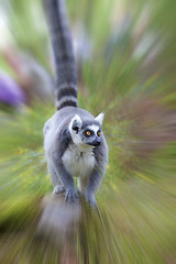 Image showing Lemur