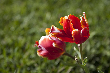 Image showing Red flower