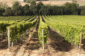 Image showing Vineyard in Portugal