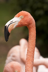 Image showing Flamingo