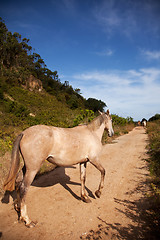 Image showing Horse in the path