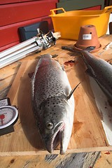 Image showing salmon