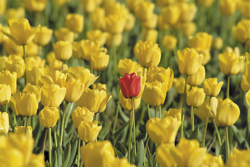 Image showing Yellow tulips forming the background for a single red one.