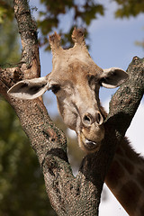 Image showing Giraffe head