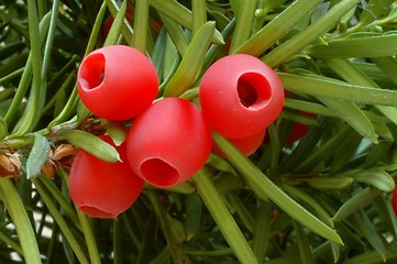 Image showing Yew-tree berries