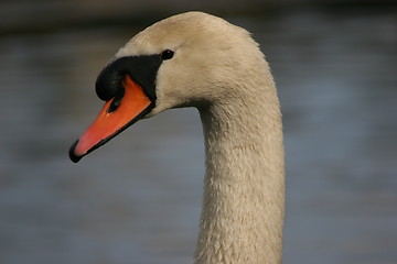 Image showing Swans Head