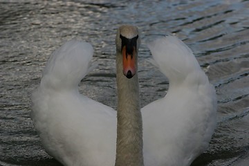 Image showing The Swan