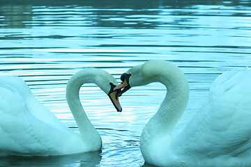 Image showing Swans