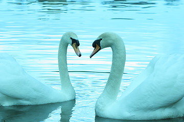 Image showing Two Swans