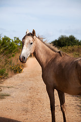 Image showing Horse in the path