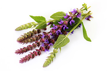 Image showing sage flowers