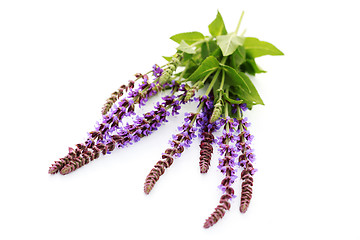 Image showing sage flowers