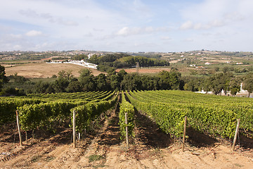 Image showing Vineyard in Portugal