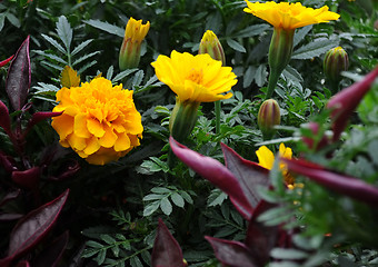 Image showing Marigolds on the Flowerbed