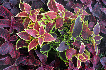 Image showing Closeup Ornamental Plants