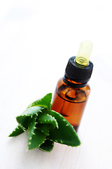 Image showing aloe vera esential oil