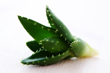 Image showing aloe vera