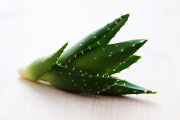 Image showing aloe vera