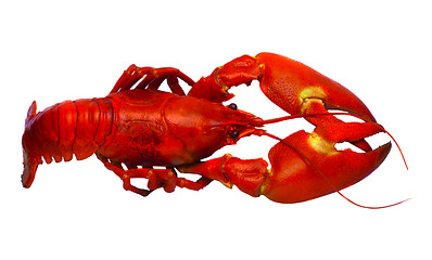 Image showing Crayfish isolated on white 