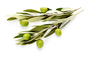 Image showing olive branch