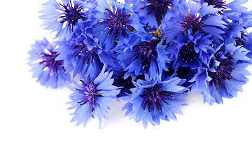 Image showing cornflowers