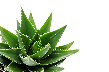 Image showing aloe vera