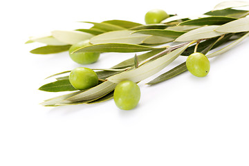 Image showing olive branch