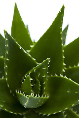 Image showing aloe vera