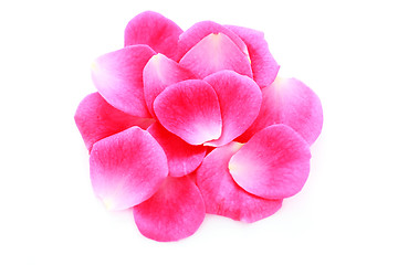 Image showing pink rose petals
