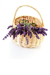 Image showing basket with lavender flowers