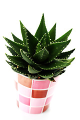 Image showing aloe vera