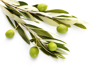 Image showing olive branch