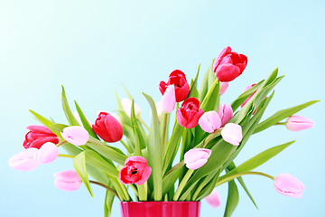 Image showing tulips