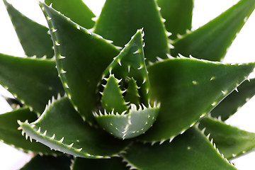 Image showing aloe vera